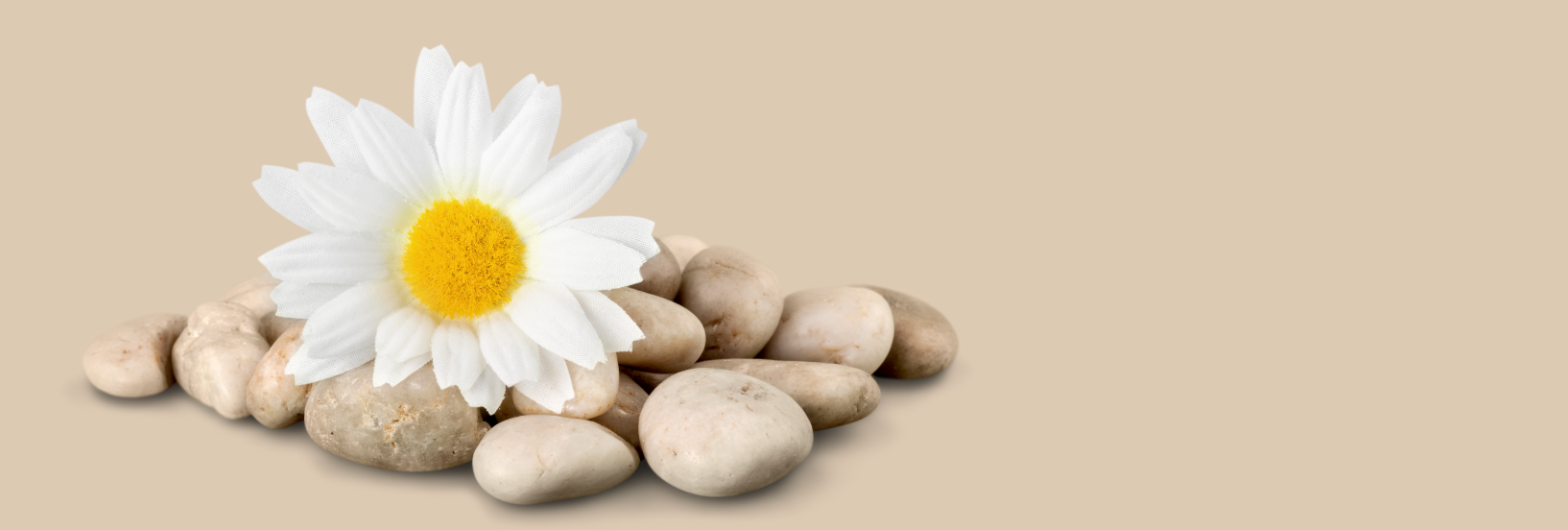 rocks and flower