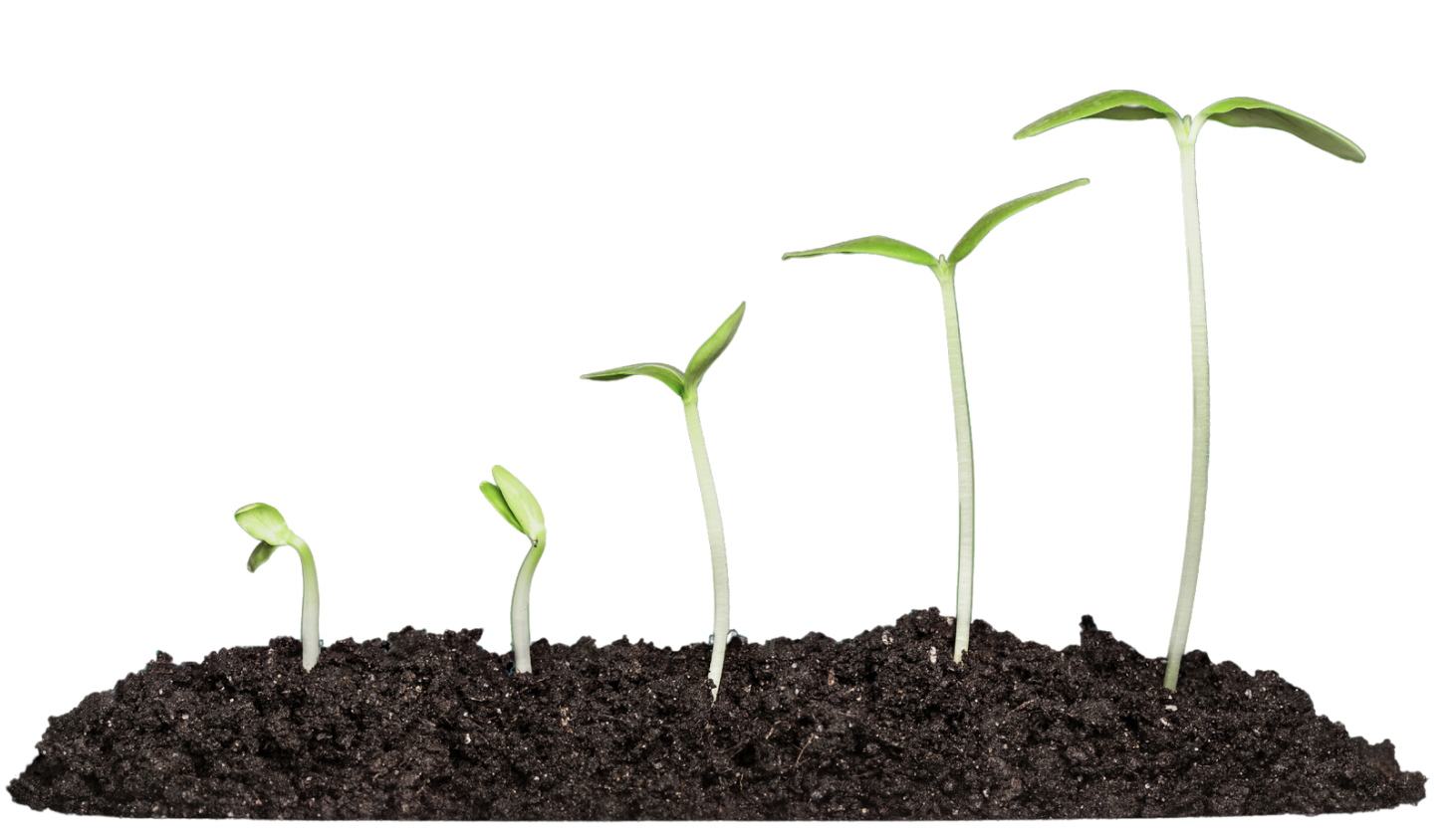 growing plant