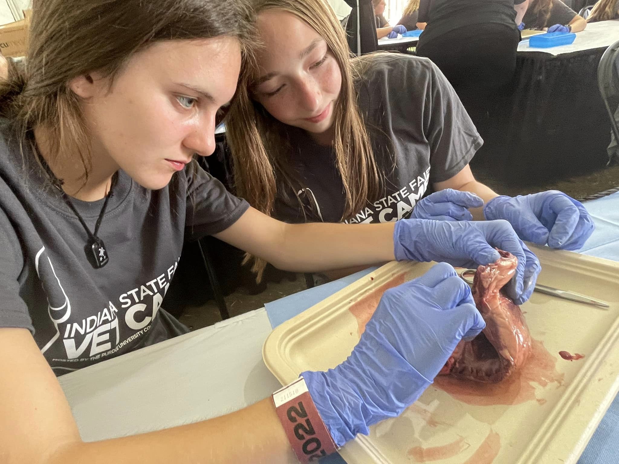 Veterinary Science Students Dissection