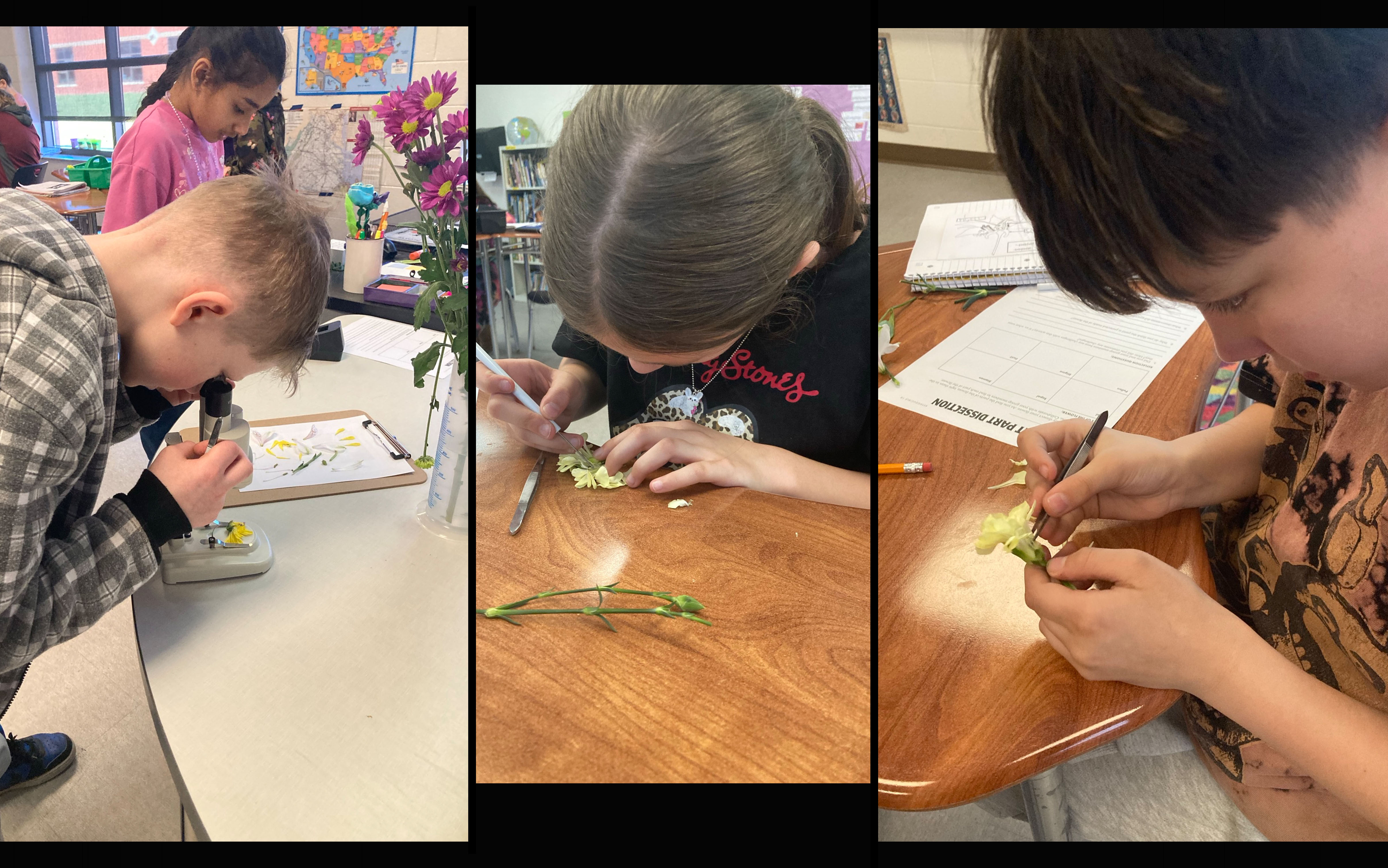 VIS - Flower Dissection Lab