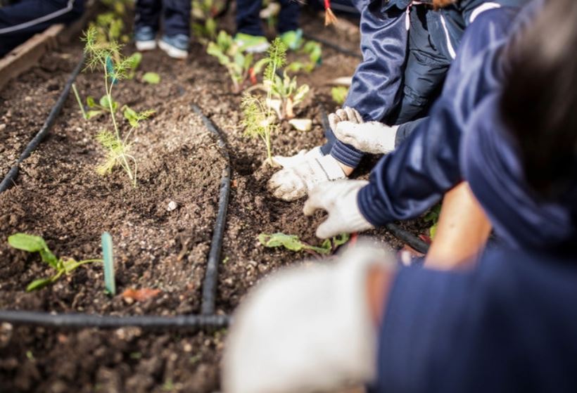 students planting