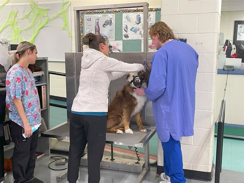 Two personsattending to a dog in a veterinary clinic setting.