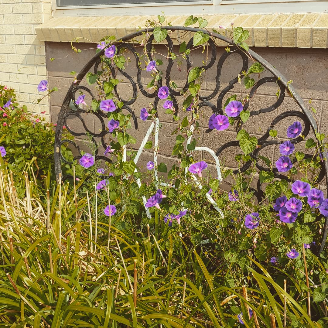 Purple blooms cling to a KHS sign made of horseshoes.