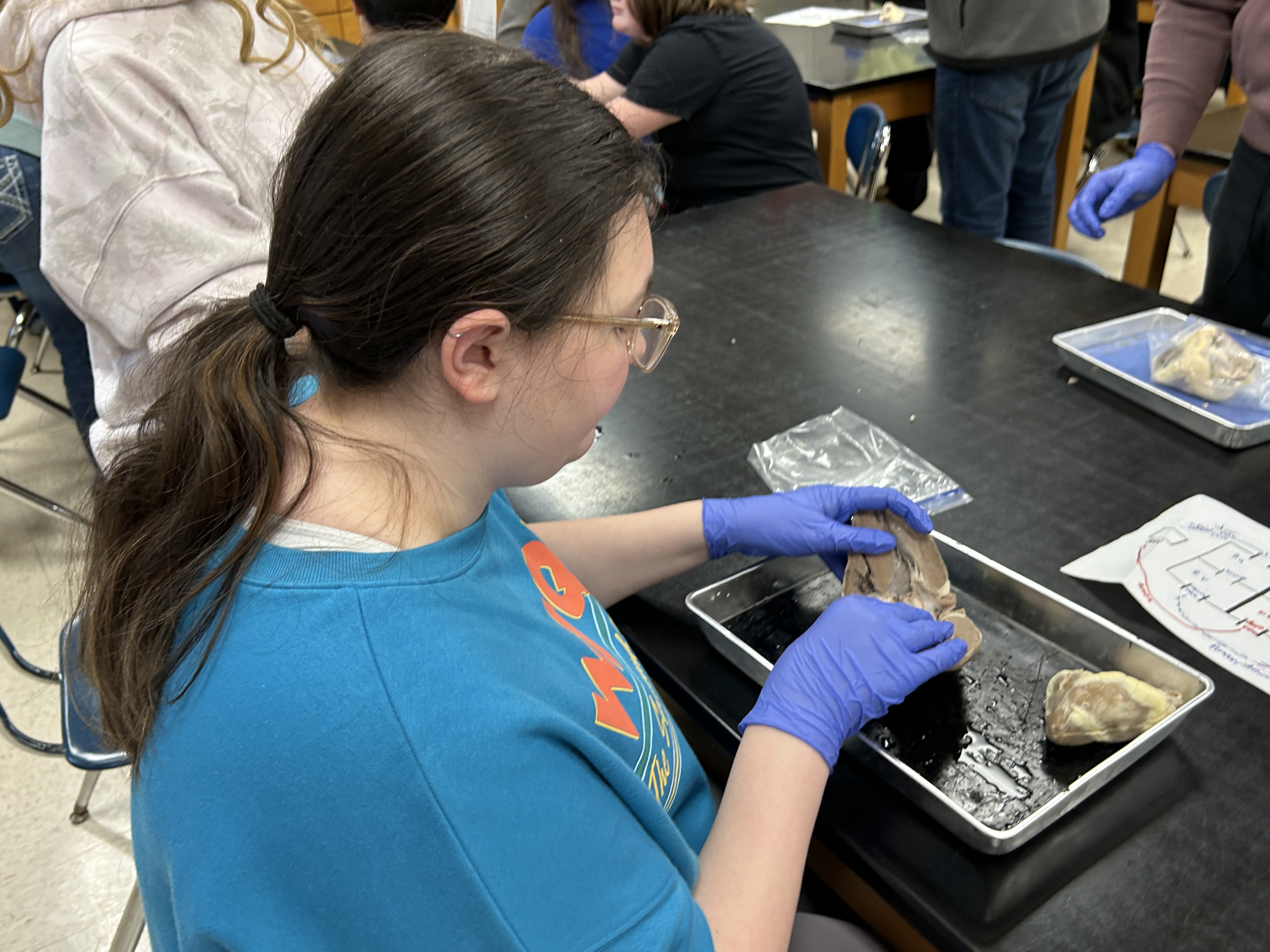 student dissecting a heart