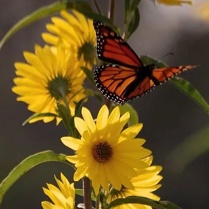 Butterfly and Yellow Flowers