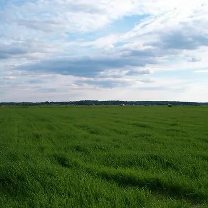Big Green field