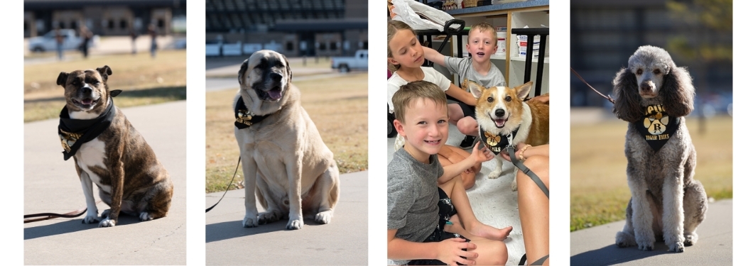 Picture of therapy dogs.