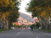 Sycamore trees line both sides of Main Street