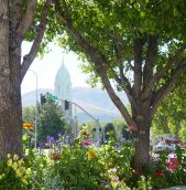 The historic Box Elder Tabernacle is seen framed by the branches of sycamore trees