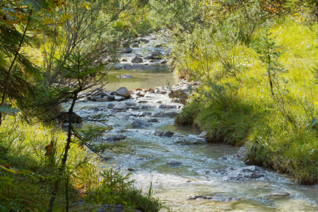 a river runs through green bushes and trees