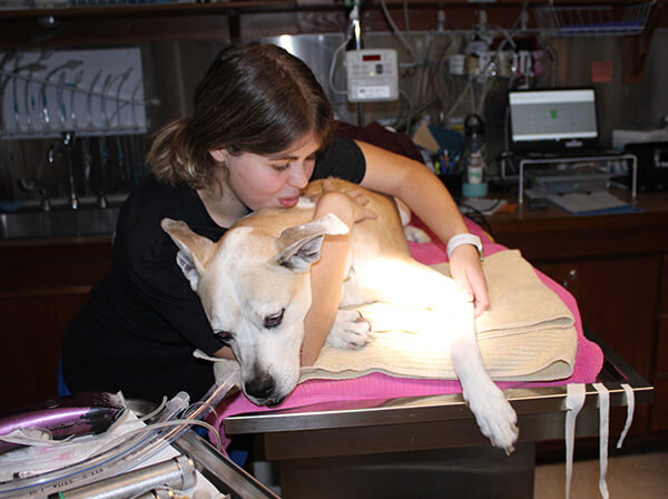 Student in Veterinary Assisting Program