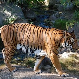 Vietnamese tiger in the forest 