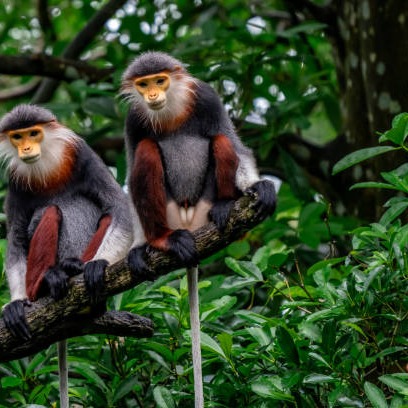 Vietnamese monkey on tree in the forest