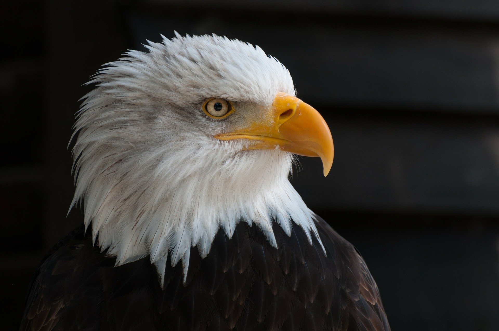 image of a bald eagle