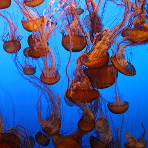 A photo of sea nettles.