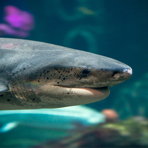 A photo of a shark.