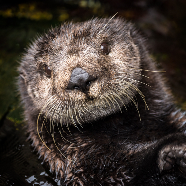 A photo of a otter.