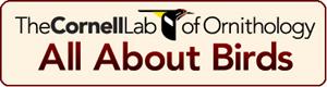 THE CORNELL LAB OF ORNITHOLOGY - ALL ABOUT BIRDS