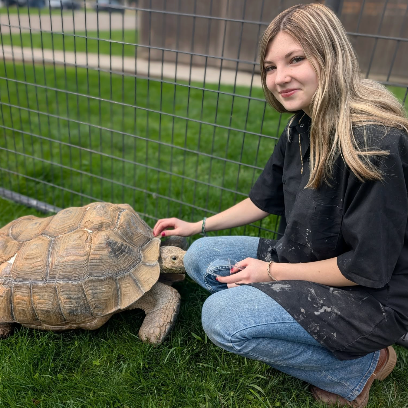 A woman in a black shirt and jeans kneels near a tortoise in a fenced outdoor area.