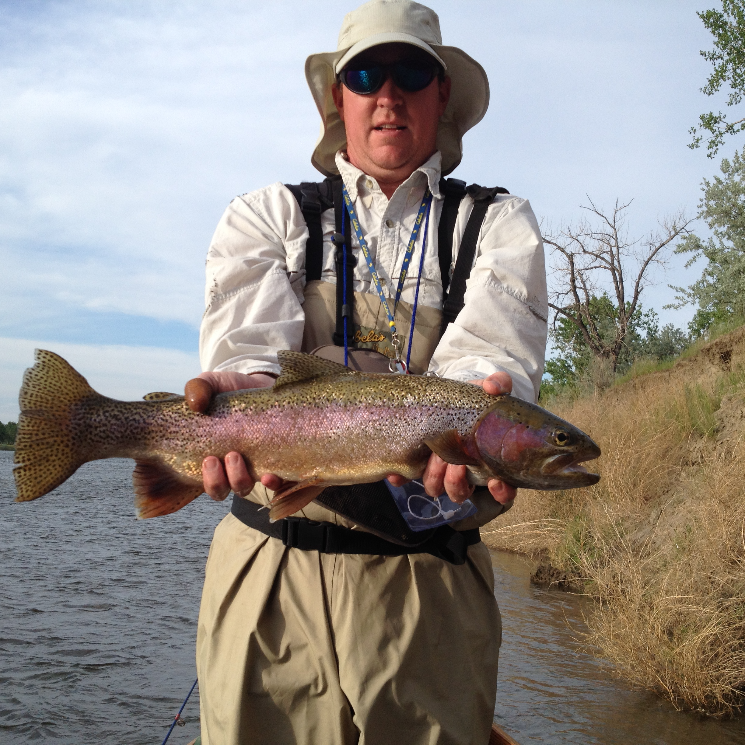 26.5" Rainbow Trout