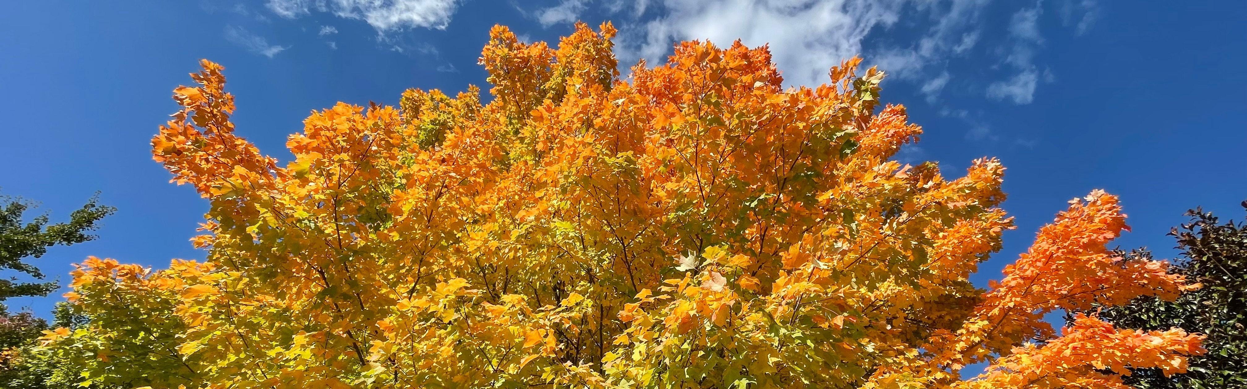 Fall leaves