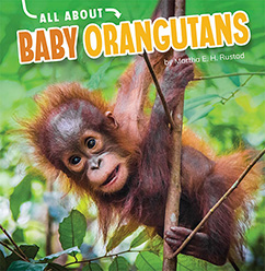 All About Baby Orangutans