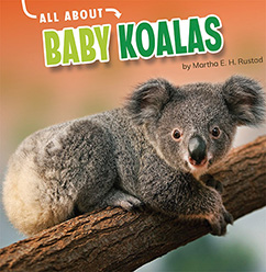 All About Baby Koalas