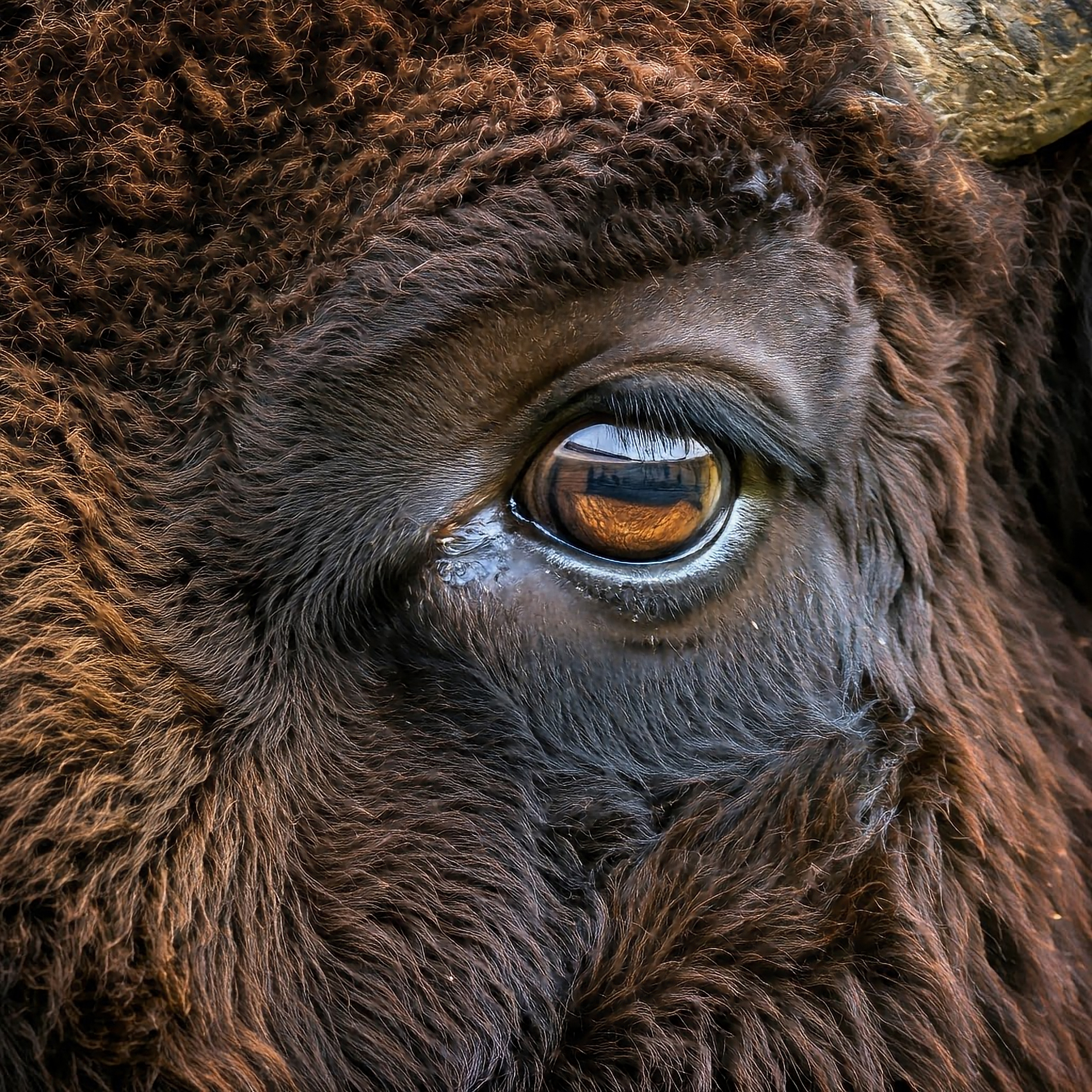 AI generated buffalo eye