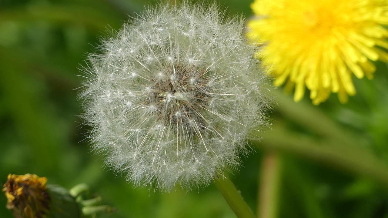 dandelion