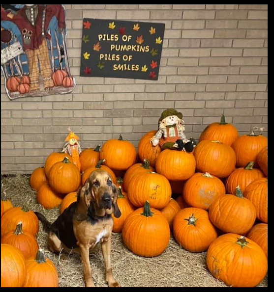 Sitting dog with a pile of pumpkins behind him 