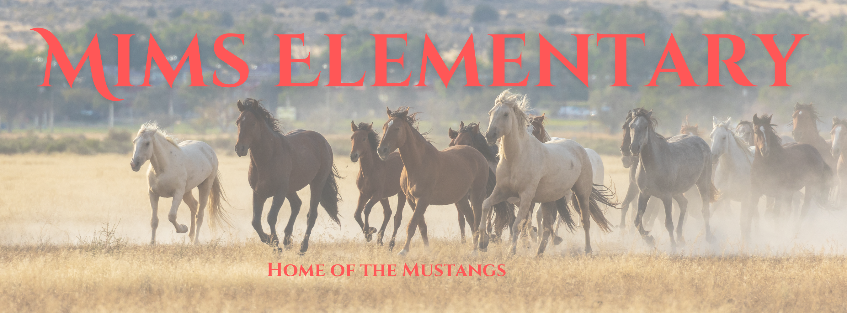 Mustang horses running in a field with Home of the Mustangs