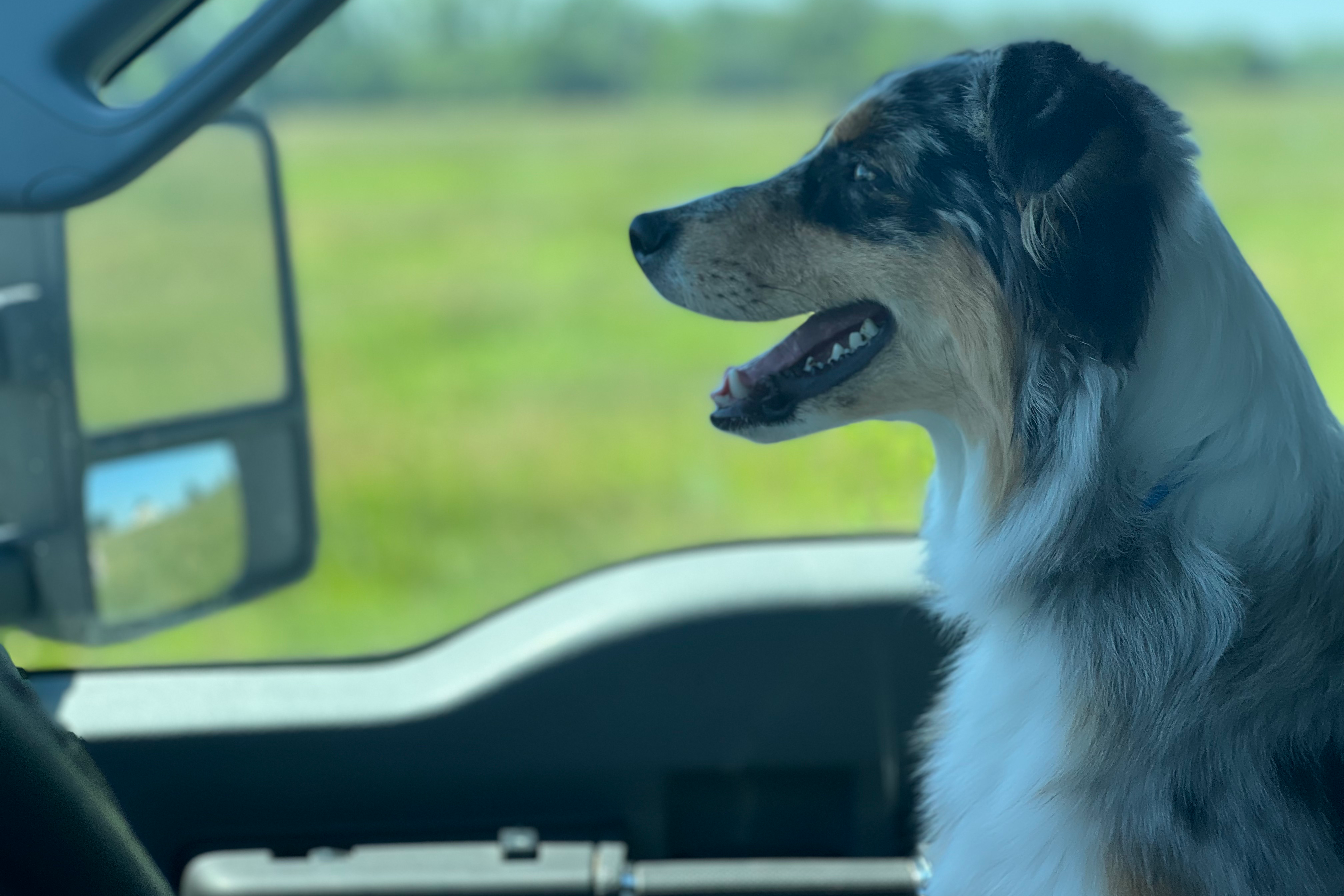 Blue Merle Australia Shepherd Staring out the Window of a Truck