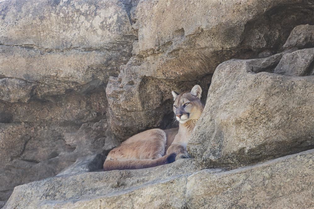 zoo animal sitting on the floor
