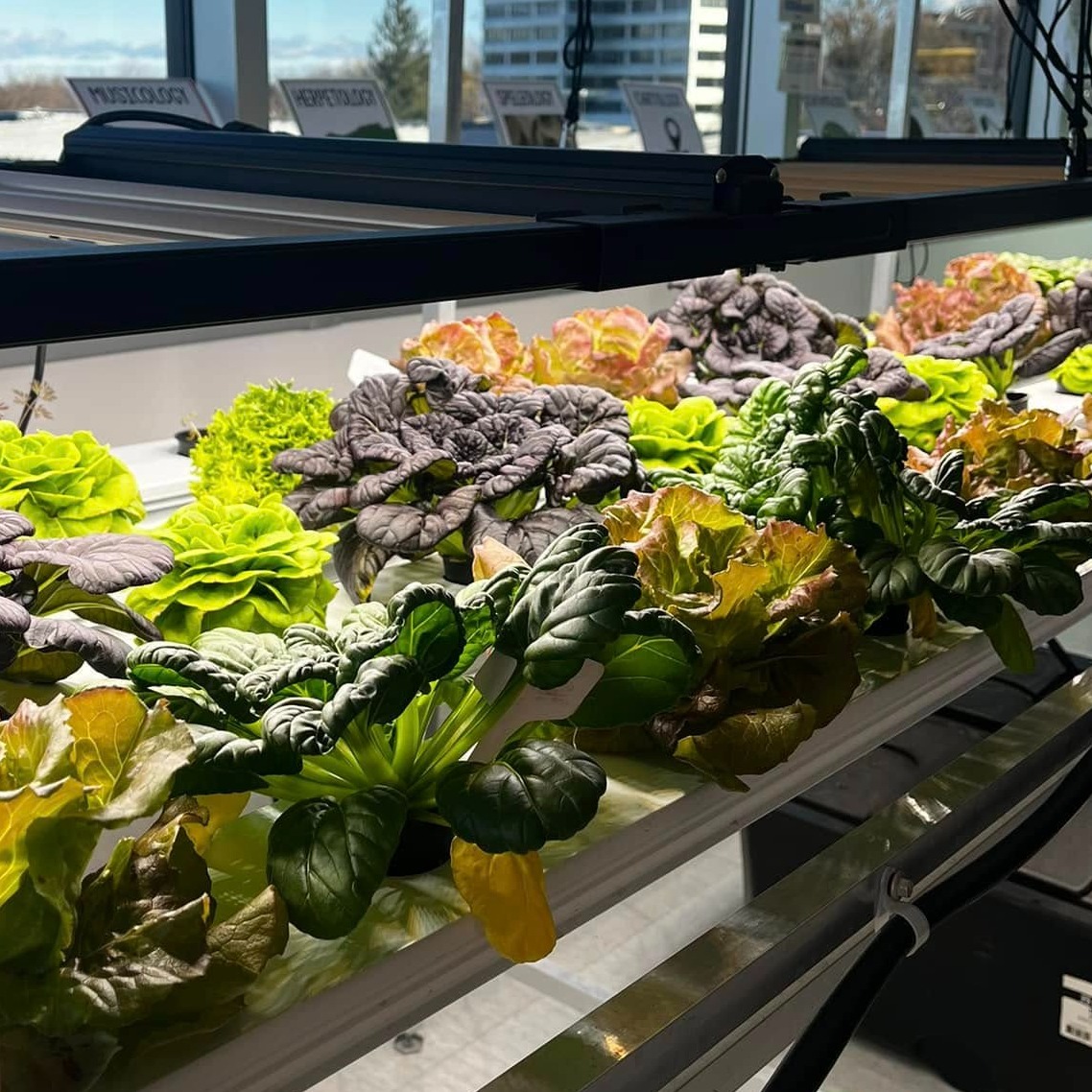 hydroponics lab