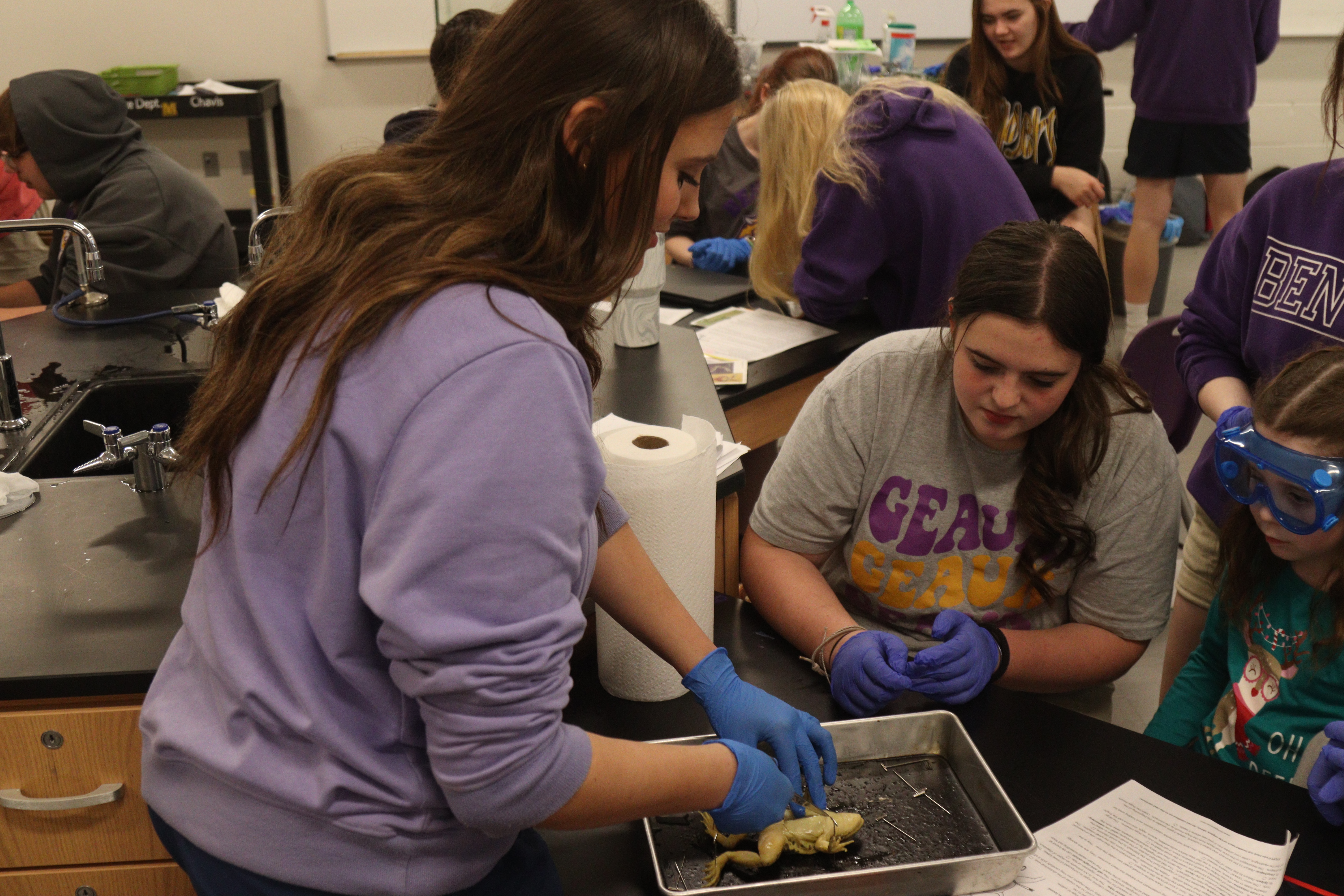 Frog dissection 