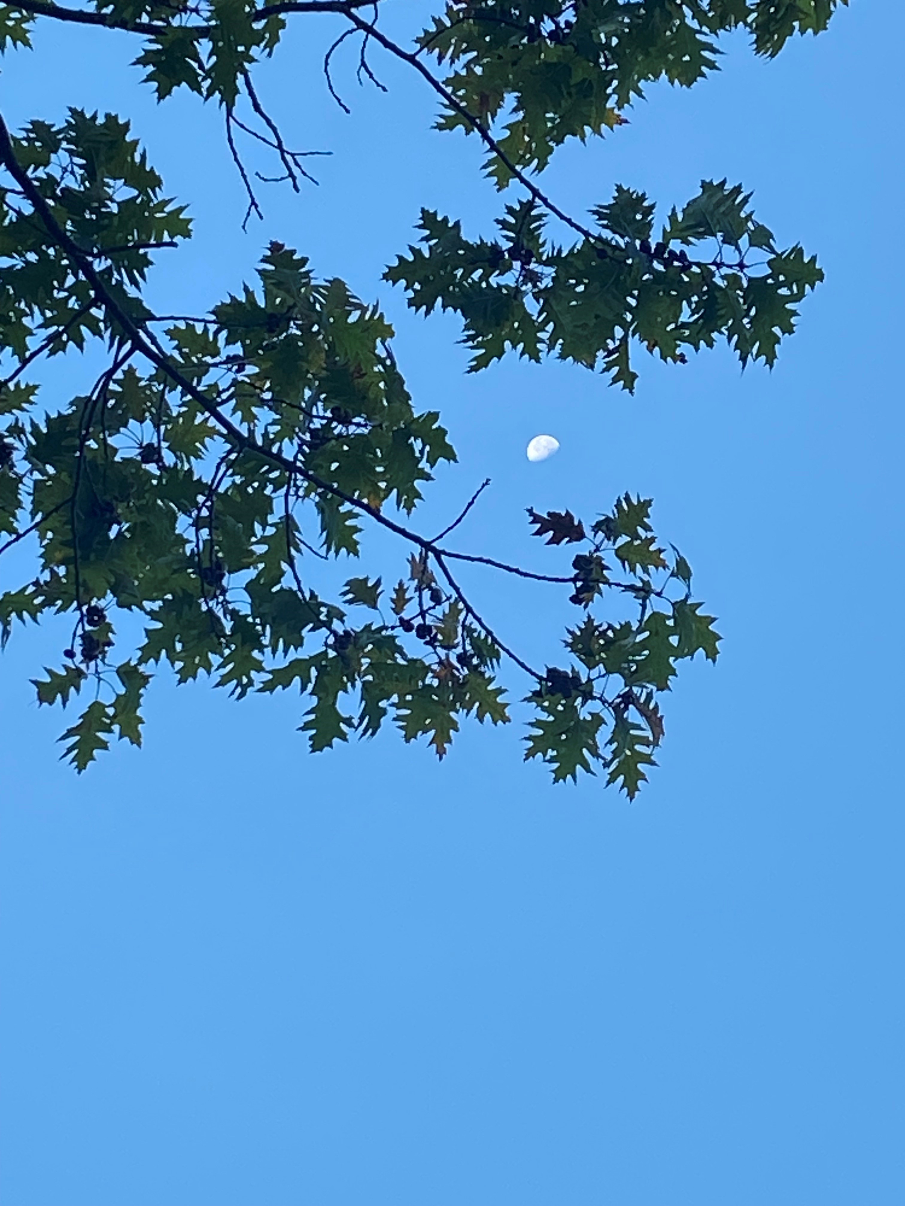 Moon in Sky