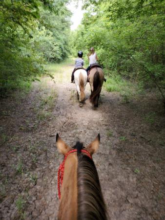 horse trails with grass