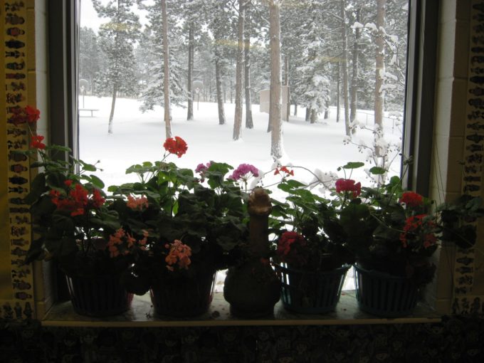 plants