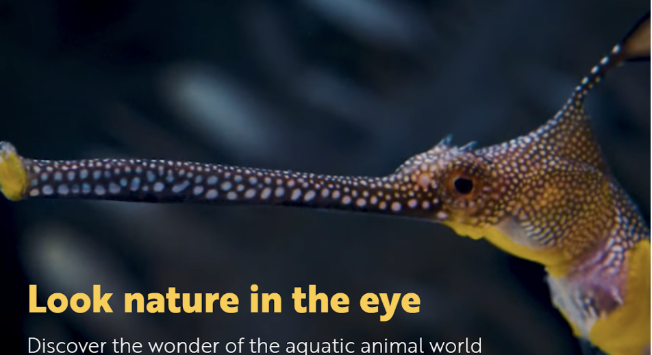 aquatic animal and a quote that says look nature in the eye