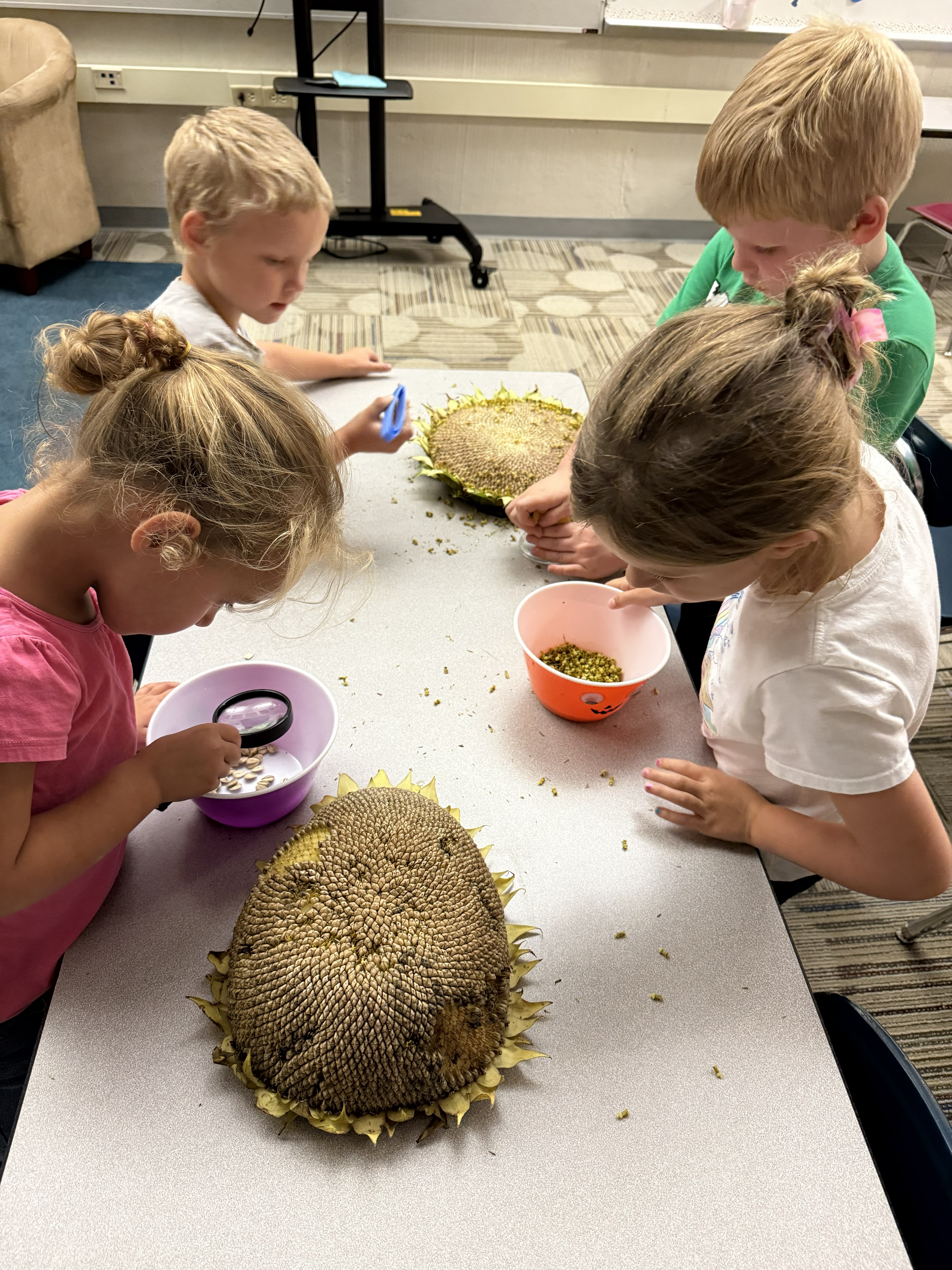 Hornet Care students exploring sunflowers by removing their dried out seetds.