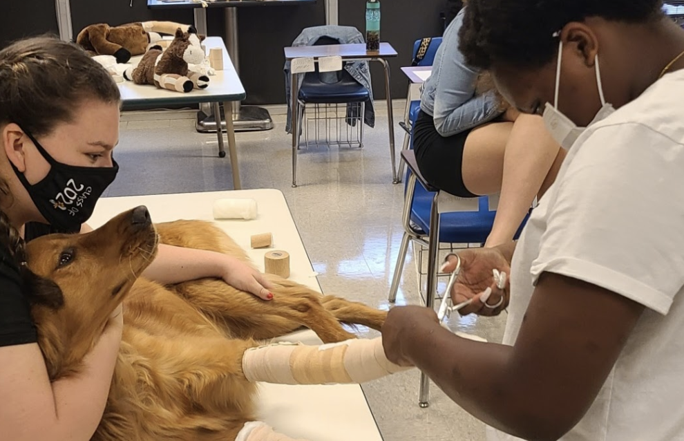 students taking a blood sample from a dog