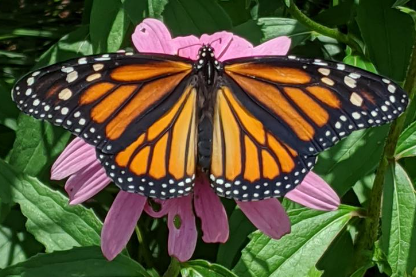 picture of a butterfly