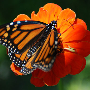 butterfly in the flower