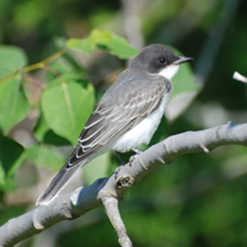 bird standing in a tree branch