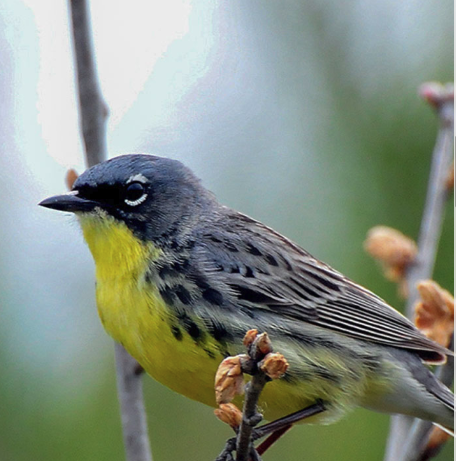 yellow bird