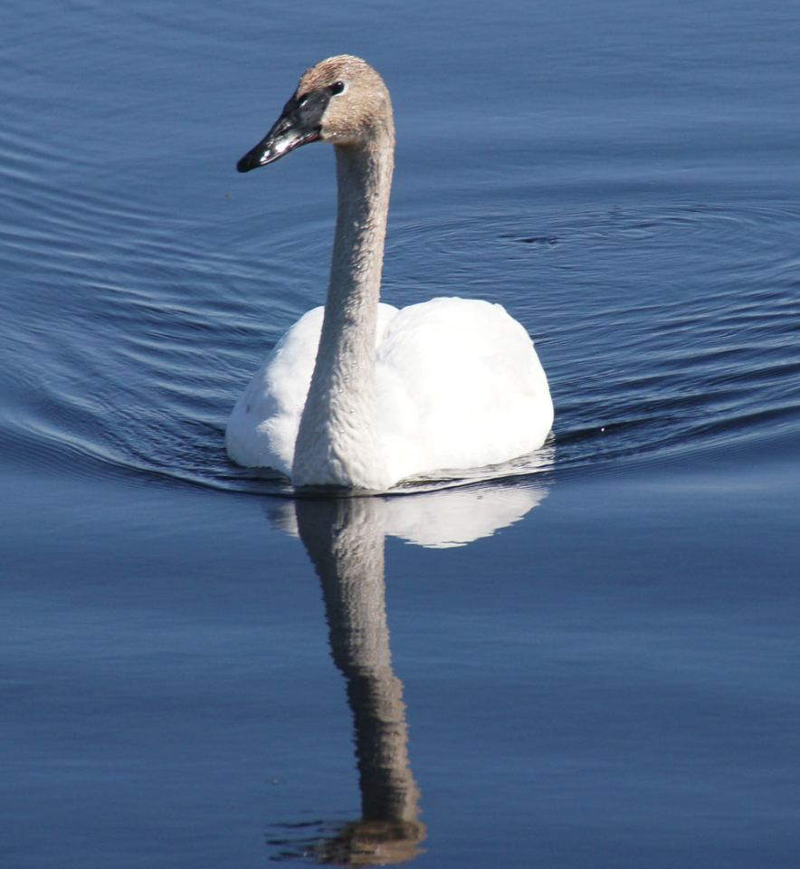 duck in the lake