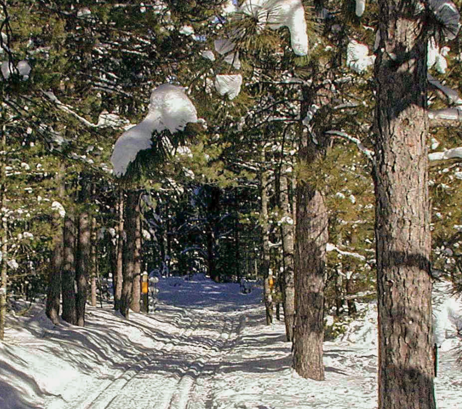 woods with snow