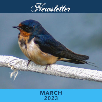 March 2023 Newsletter cover