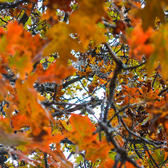 tree in fall season