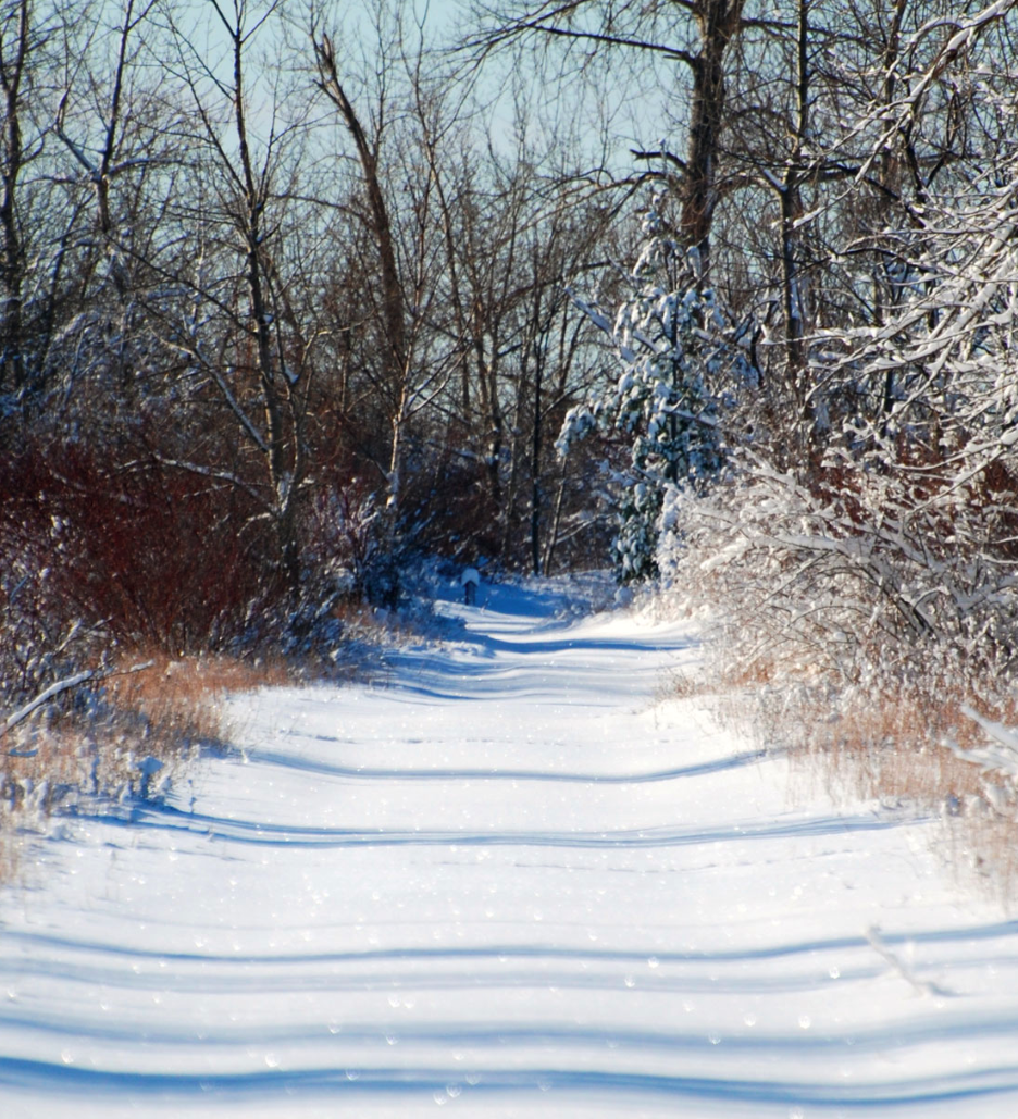 forest with snow 